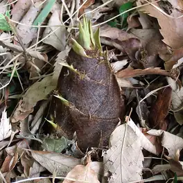 বাঁশকোড়ল