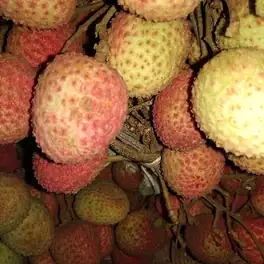 লিচু