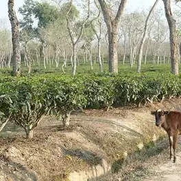 শ্রীমঙ্গলের চা