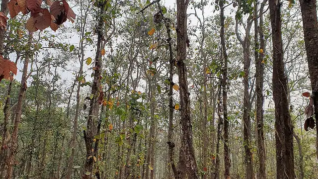 গাজীপুর