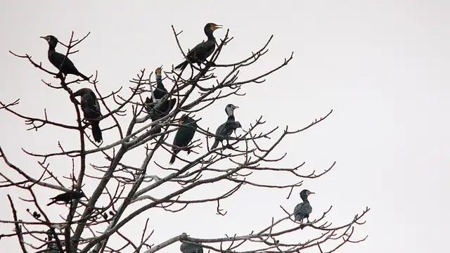 রংপুর