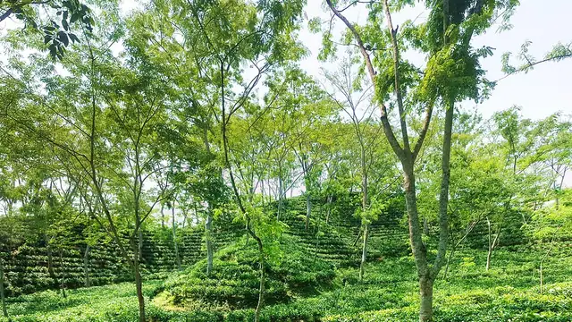 শ্রীমঙ্গল