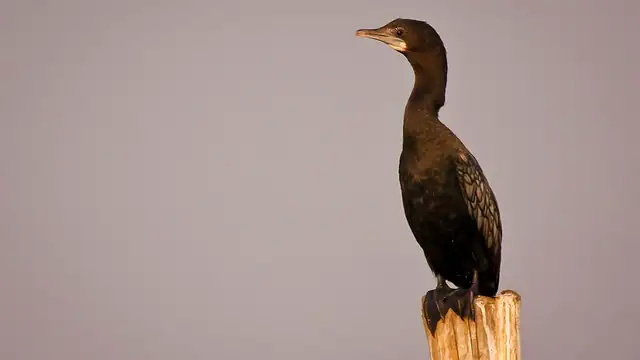 বাইক্কা বিল