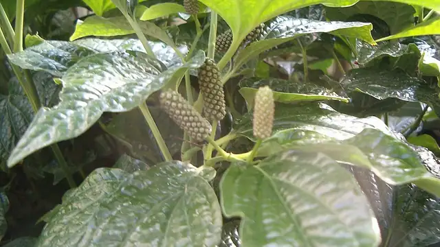 চুকনগর চুইঝাল মাংস