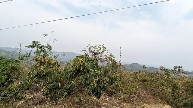 নীলগিরি